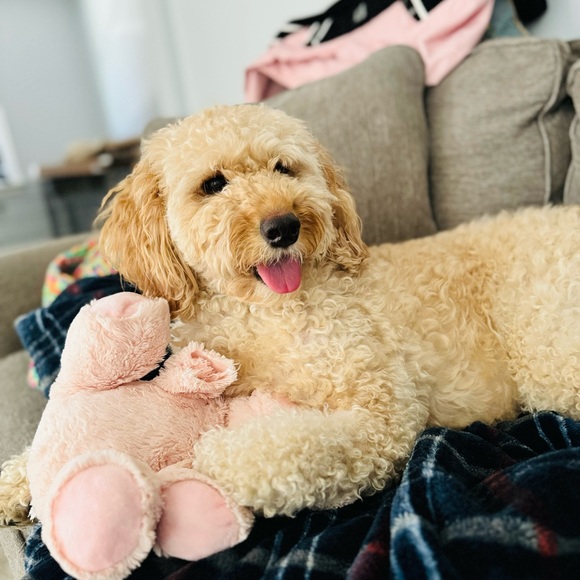 COPY - Meet your Posher, Gabrielle - Picture 3 of 4